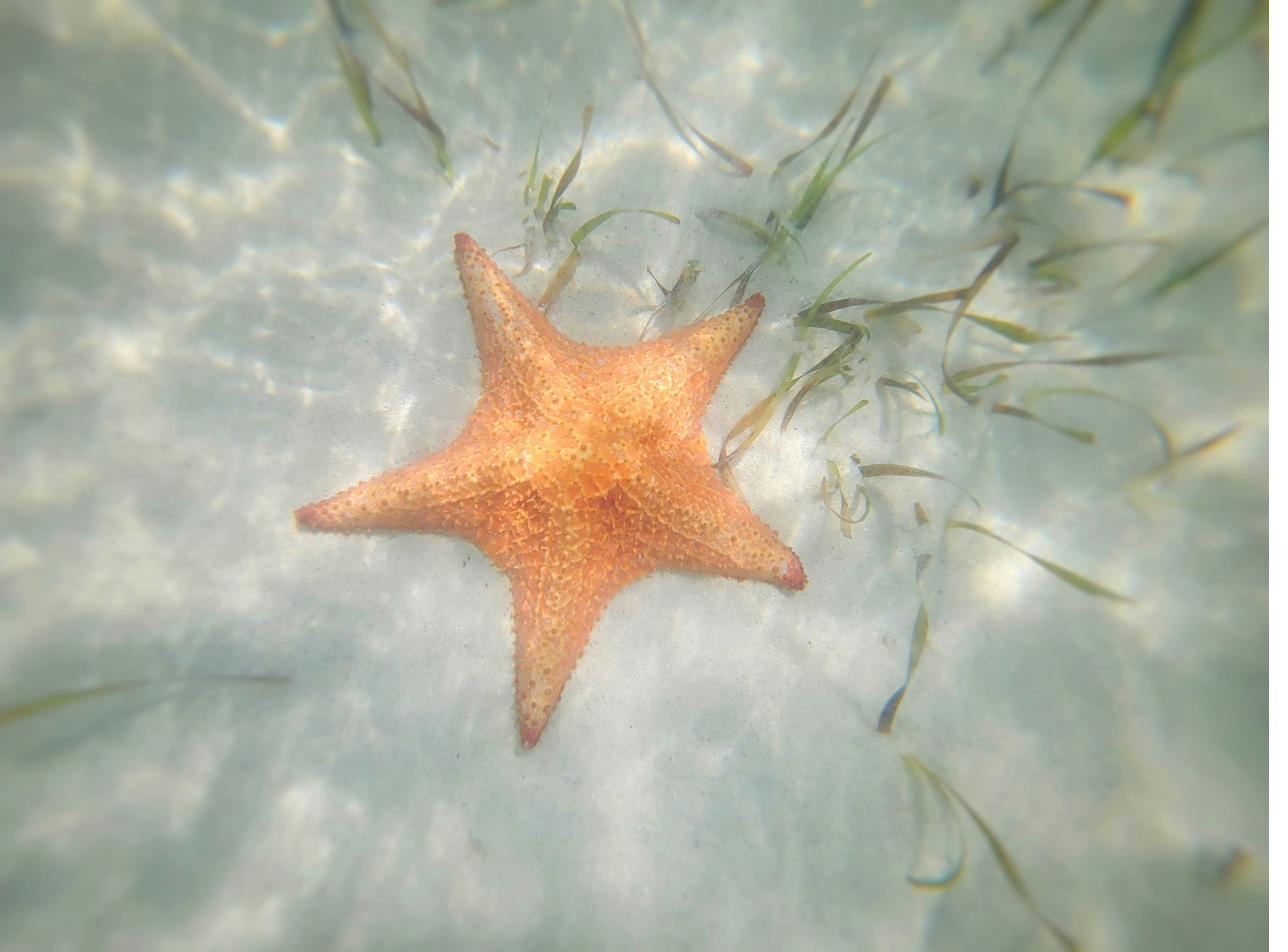 A starfish resting on pale sand in clear shallow water, seen through the surface