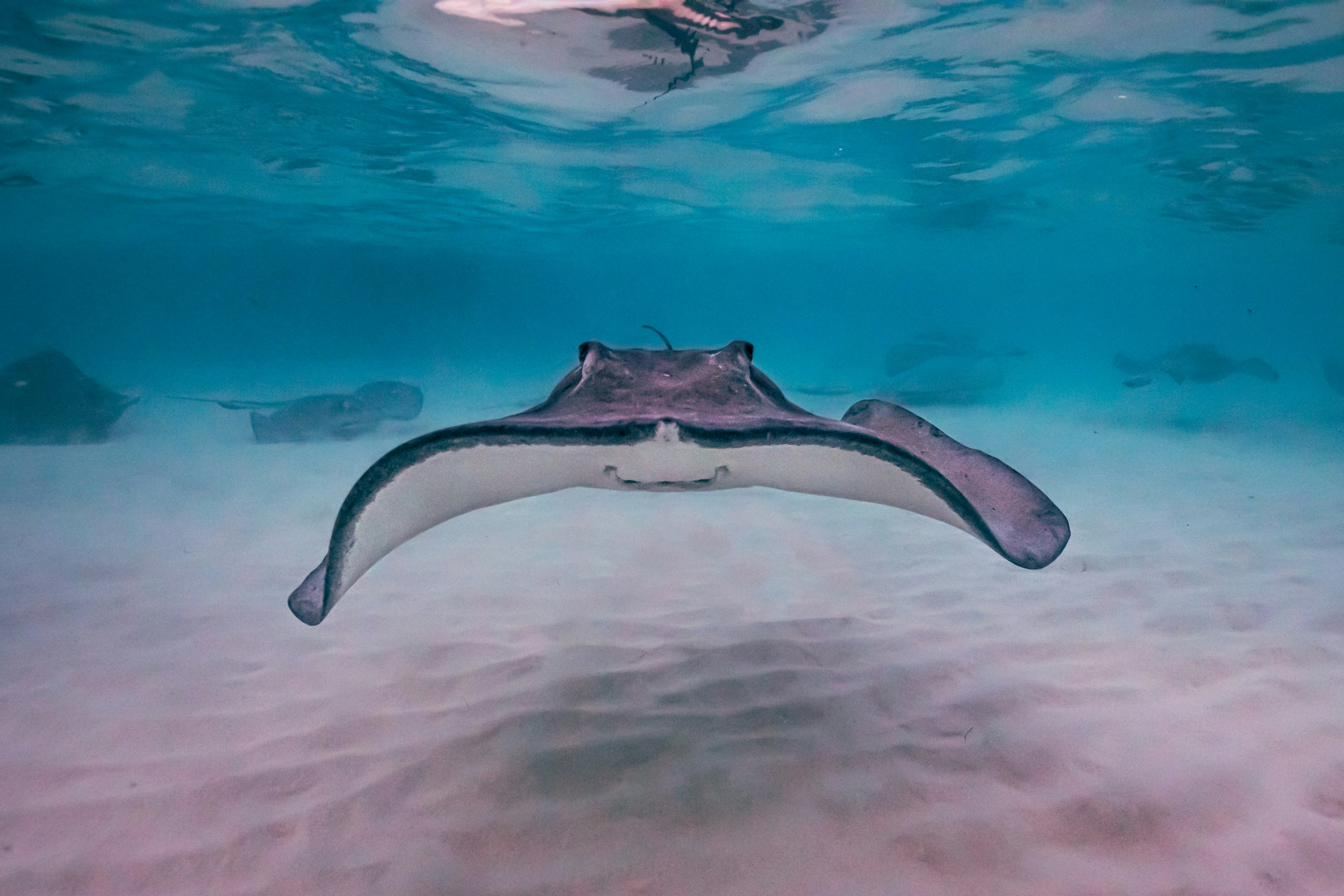 A southern stingray gliding over pale sand in clear Cayman water, with more rays behind it